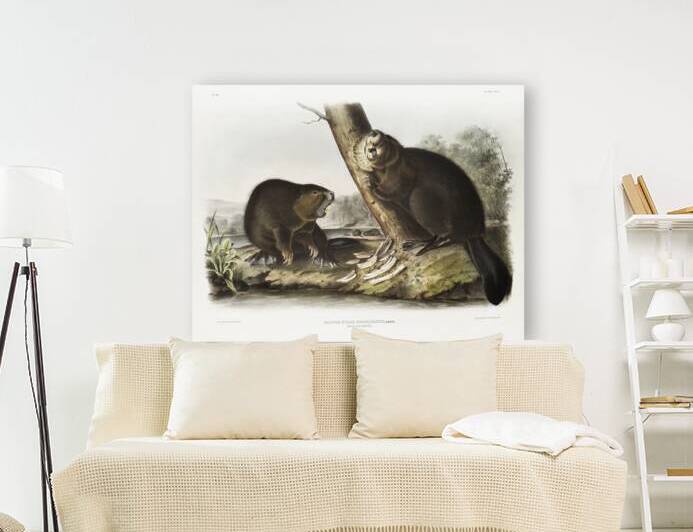 American Beaver Castor fiber Americanus  by IStockHistory com