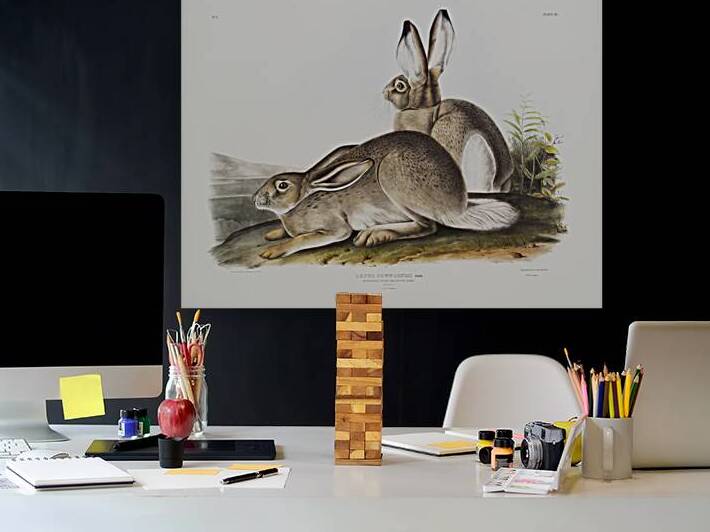 Rocky Mountain Hare Lepus Townsendii  by IStockHistory com