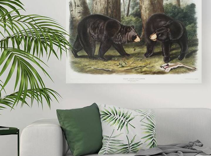 Rocky Mountain Hare Lepus Townsendii  by IStockHistory com