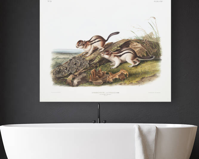 Marmot Squirrel Spermophilus lateralis  by IStockHistory com