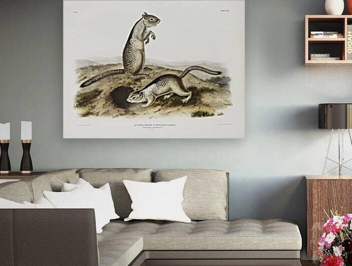 Spermophile Spermophilus Douglassii  by IStockHistory com