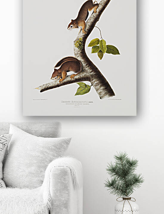 Columbian Squirrel Sciurus Richardsonii  by IStockHistory com