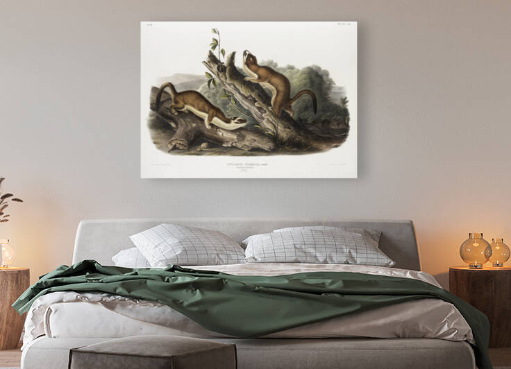 Bridled Weasel Putorius frenata  by IStockHistory com