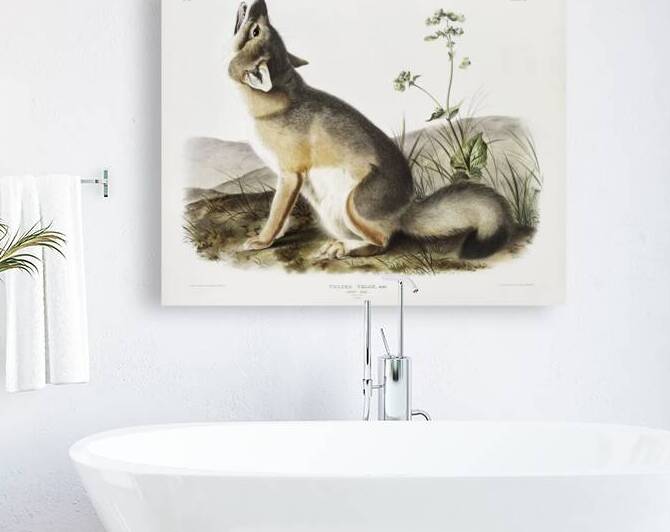 Swift Fox Vulpes velox  by IStockHistory com