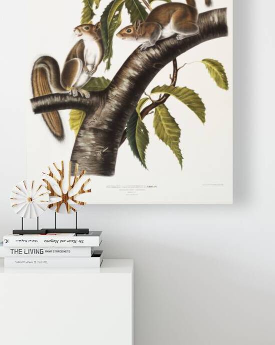 Carolina Grey Squirrel Sciurus Carolinensis  by IStockHistory com