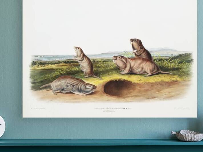 Camas Rat Pseudostoma Borealis  by IStockHistory com