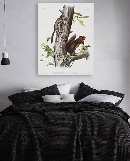 Pouched Jerboa Mouse Dipodomys Phillipsii  by IStockHistory com