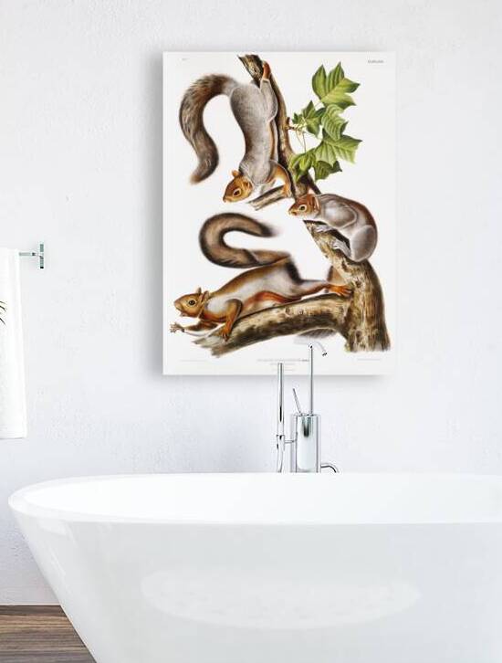 Migratory Squirrel Sciurus migratorius  by IStockHistory com