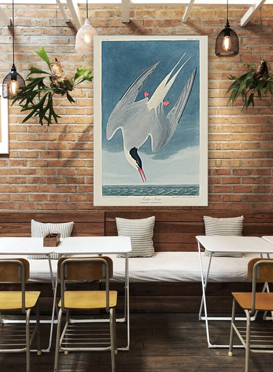 Arctic Tern by IStockHistory com