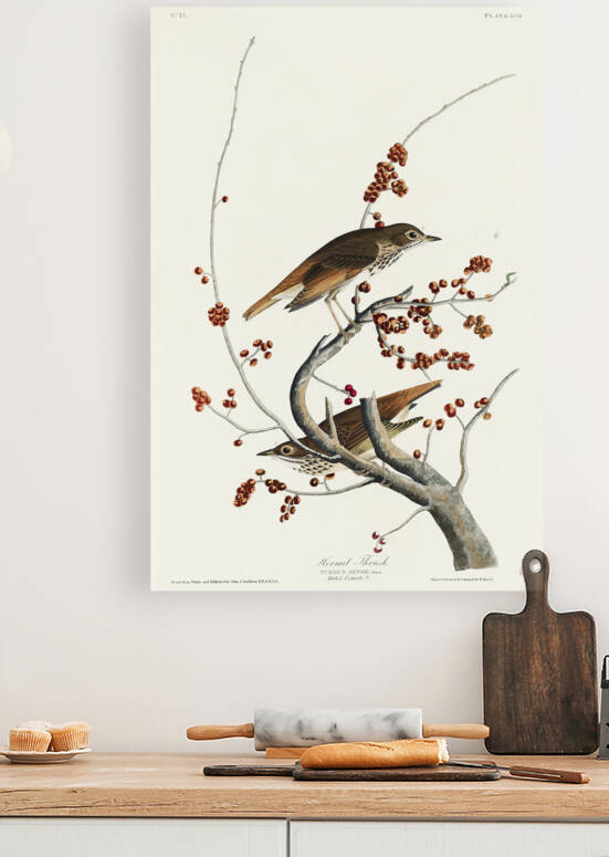 Hermit Thrush by IStockHistory com