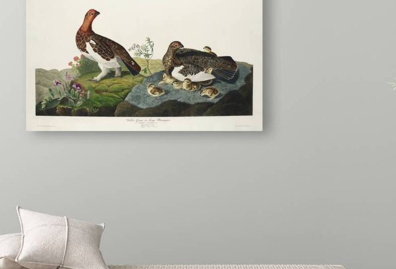 Willow Grouse or Large Ptarmigan by IStockHistory com