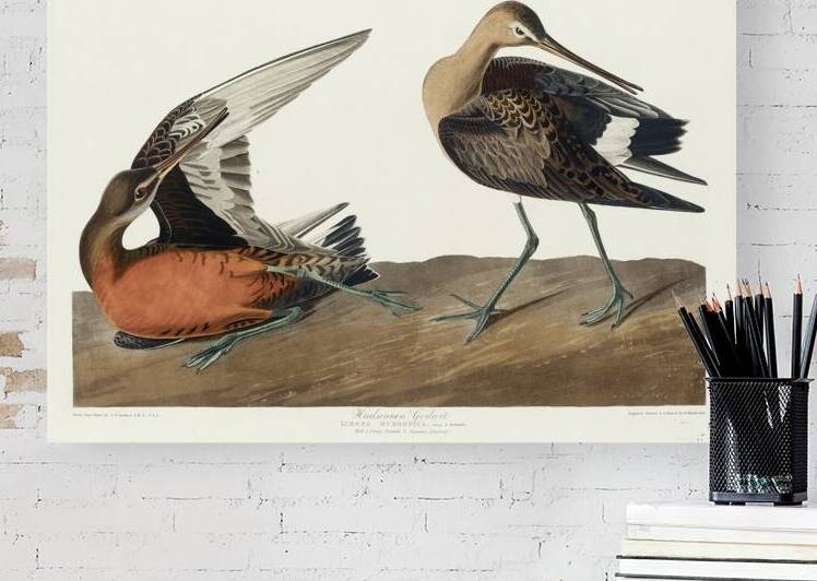 Hudsonian Godwit by IStockHistory com