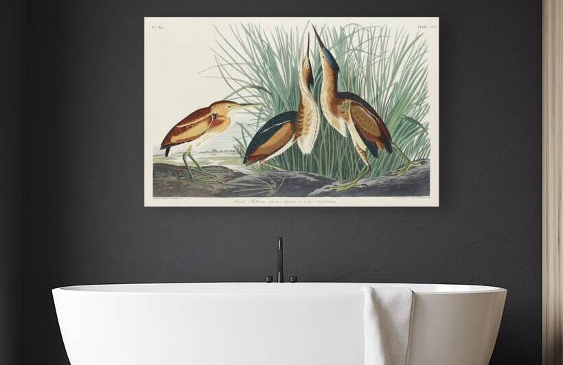 Hudsonian Godwit by IStockHistory com