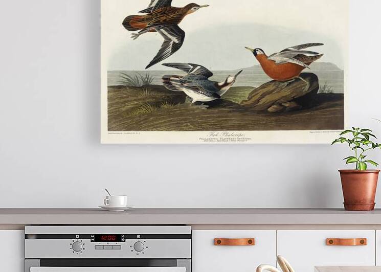 Red Phalarope by IStockHistory com