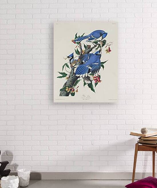 Blue Jay by IStockHistory com