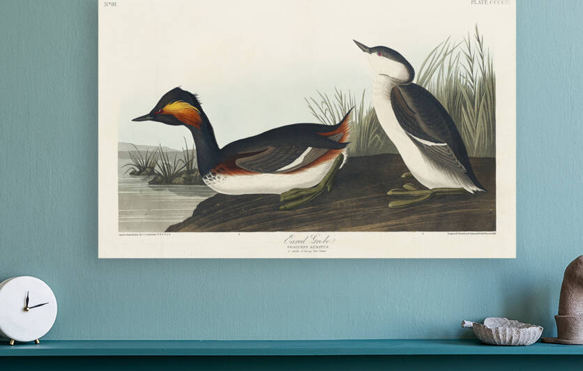 Eared Grebe by IStockHistory com