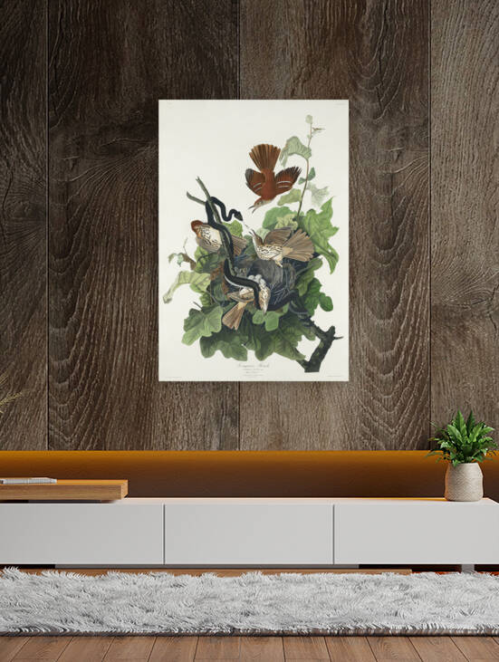 Ferruginous Thrush by IStockHistory com