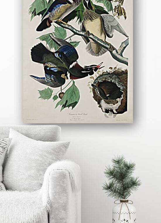 Summer or Wood Duck by IStockHistory com