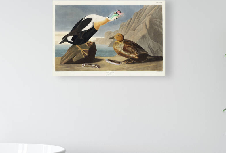 King Duck by IStockHistory com