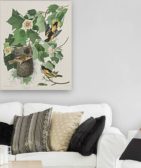 Baltimore Oriole by IStockHistory com