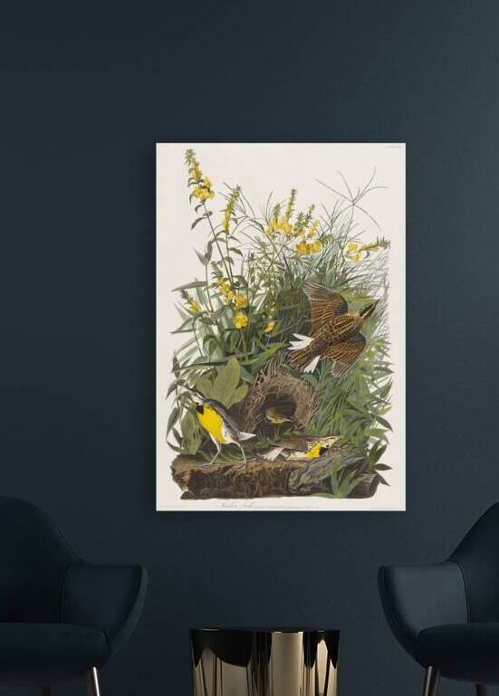 Meadow Lark by IStockHistory com