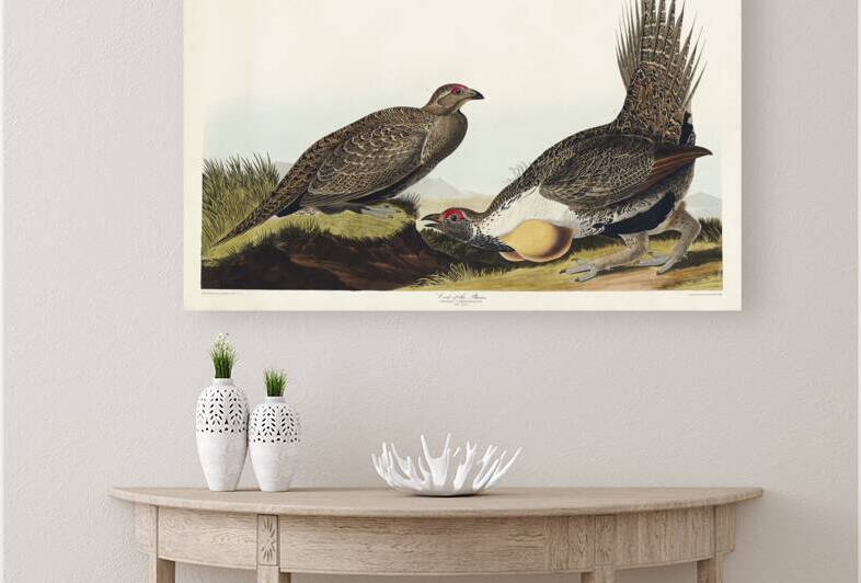 Cock of the Plains by IStockHistory com