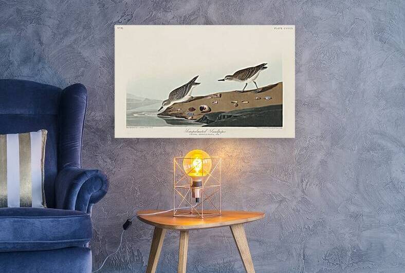 Semipalmated Sandpiper by IStockHistory com