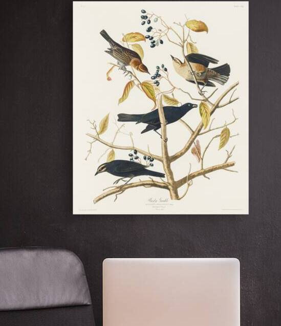 Rusty Grakle by IStockHistory com