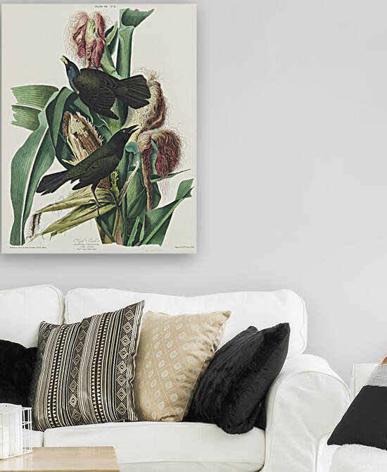 Purple Grakle or Common Crow Blackbird by IStockHistory com