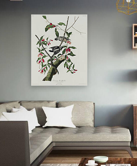 Downy Woodpecker by IStockHistory com