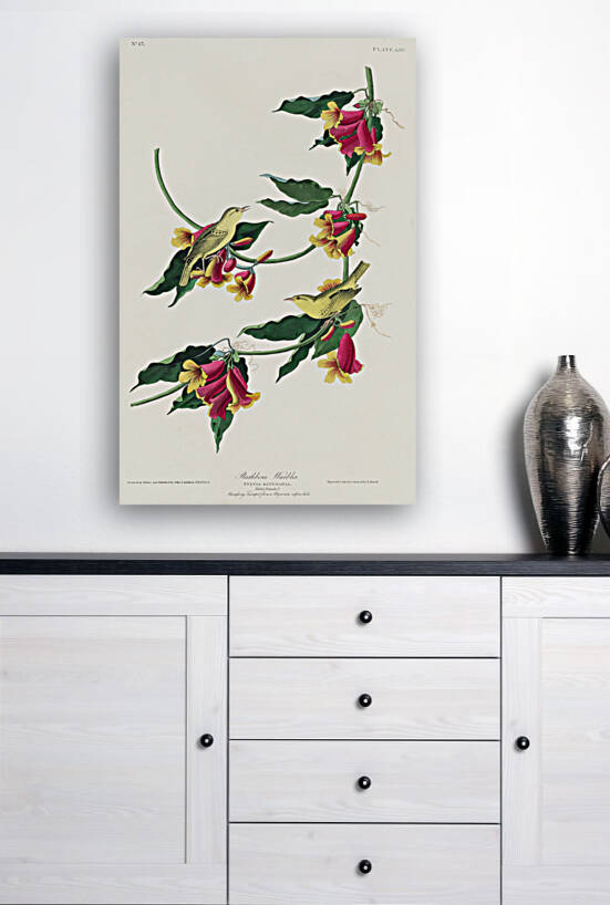 Rathbone Warbler by IStockHistory com