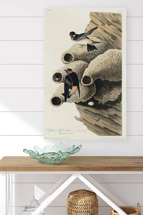 Republican or Cliff Swallow by IStockHistory com