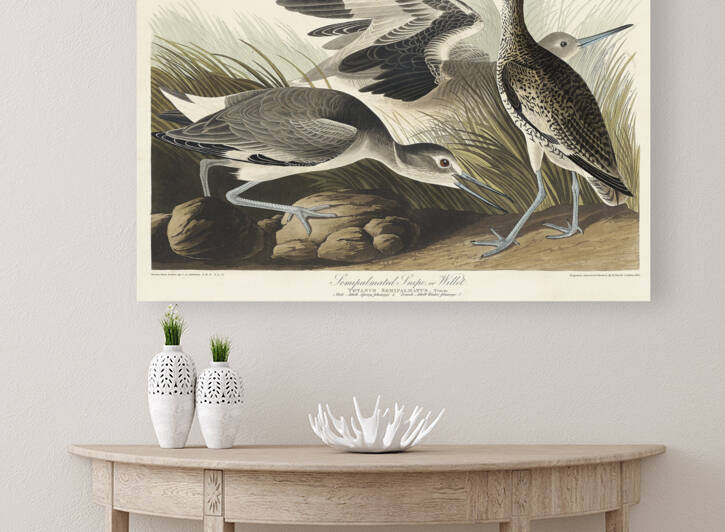 Semipalmated Snipe or Willet by IStockHistory com