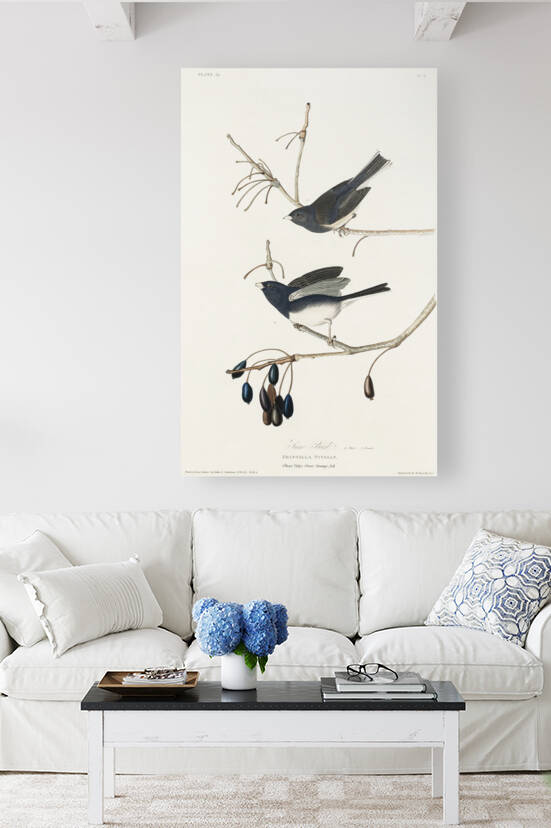 Snow Bird by IStockHistory com