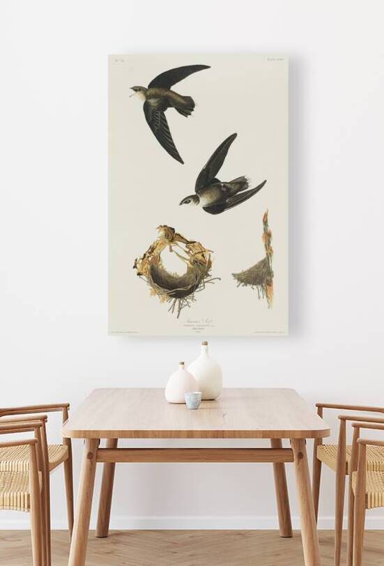 American Swift by IStockHistory com