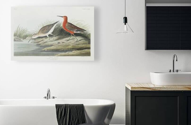 Pigmy curlew by IStockHistory com