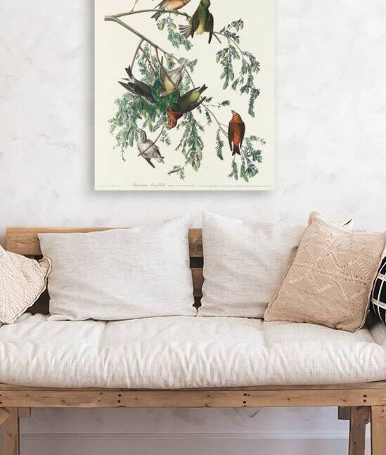 American Crossbill by IStockHistory com