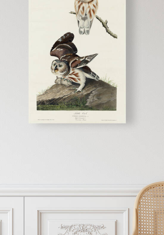 Little Owl by IStockHistory com