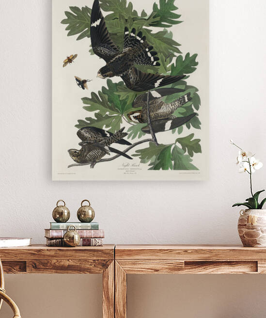 Night Hawk by IStockHistory com