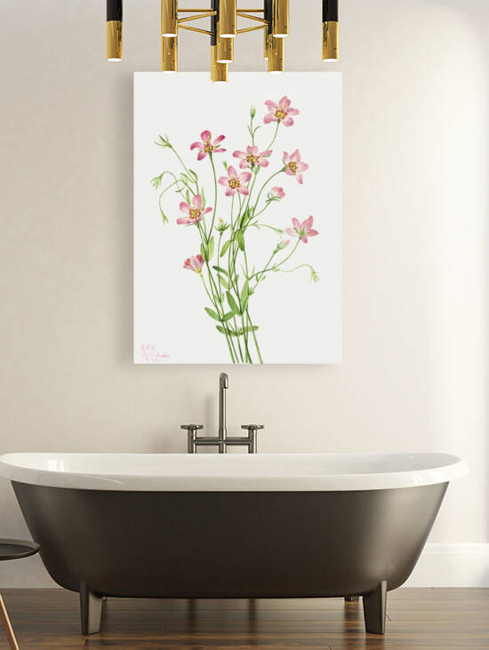 Saltmarsh Rosegentian Sabbatia stellaris 1926 by IStockHistory com