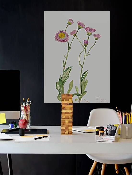 Meadow Fleabane Erigeron speciosus 1920 by IStockHistory com