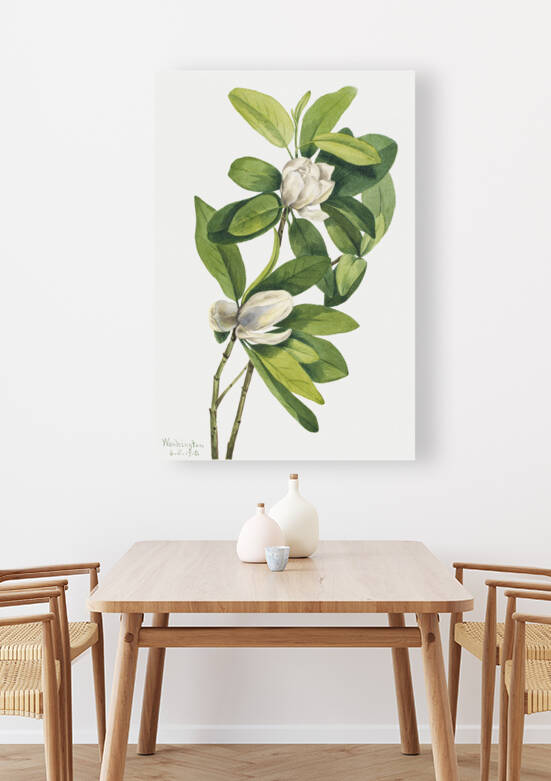 Swamp Magnolia Magnolia virginiana 1918 by IStockHistory com