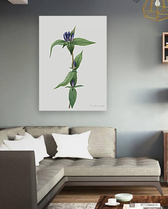 Bottle Gentian Gentiana saponaria 1905 by IStockHistory com