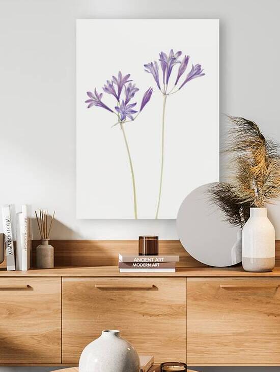 Butterfly Pea Clitoria mariana 1934 by IStockHistory com