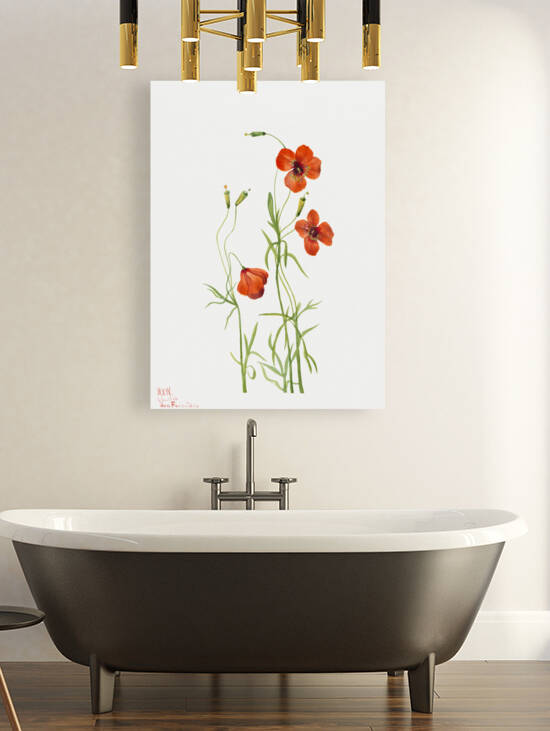 Wind Poppy Stylomecon heterophylla 1926 by IStockHistory com