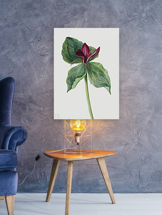 Water Lilies Castalia odorata 1879 by IStockHistory com