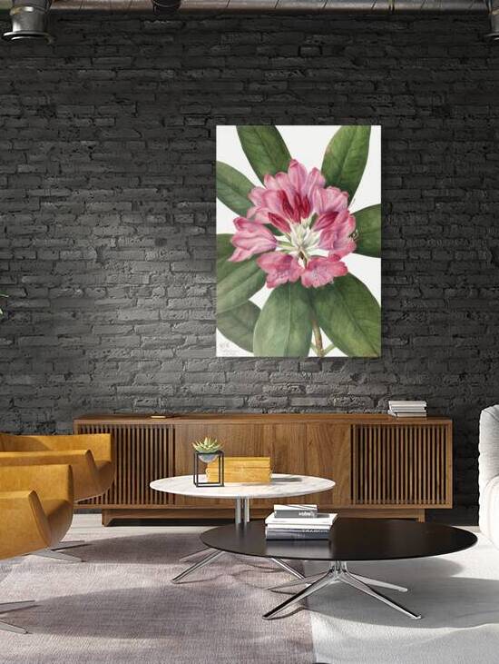 Mountain Rose Bay Rhododendron catawbiense 1932 by IStockHistory com