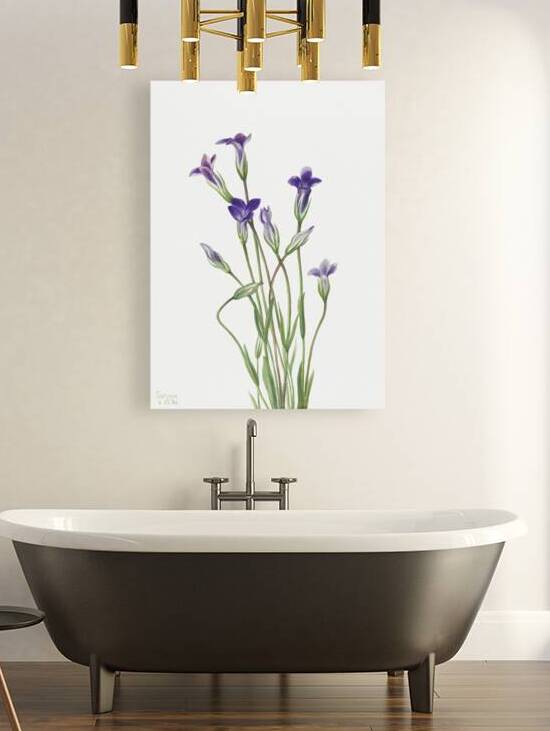 Gentian Gentiana holopetala 1936 by IStockHistory com