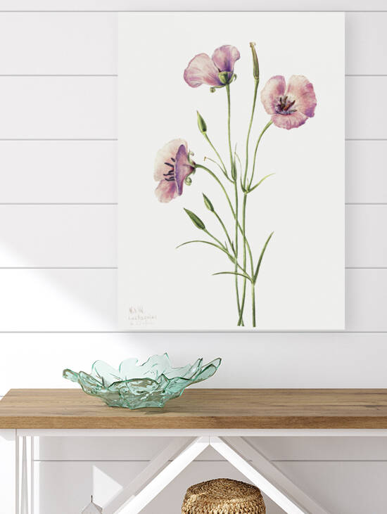 Lilac Mariposa Calochortus splendens 1926 by IStockHistory com