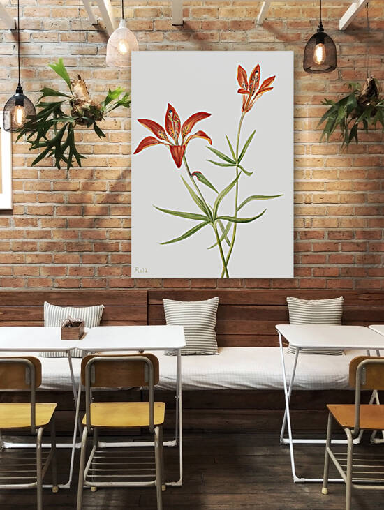 Lily Lilium montanum 1900–1920 by IStockHistory com